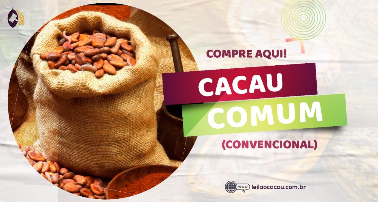 Cacau Comum (Convencional)