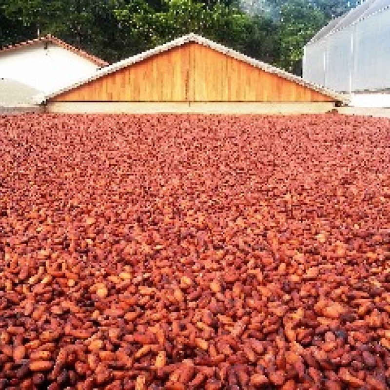 Cacau Orgânico - 1.300 Kg