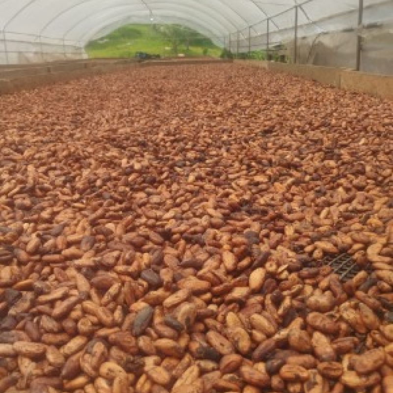 Cacau Fino - 300 Kg