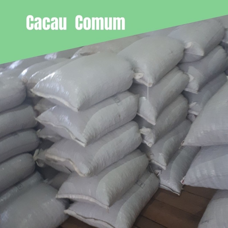 Cacau Comum (Convencional) - Tipo 1 - 100 Kg